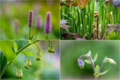spring flowers