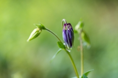 spring flowers