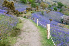 Rannerdale bluebells