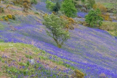 Rannerdale bluebells walk