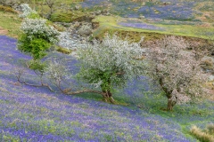 Rannerdale bluebells
