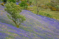 Rannerdale bluebells