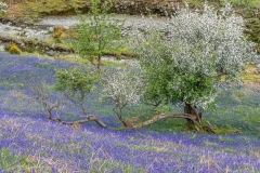 Rannerdale bluebells
