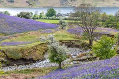 Rannerdale bluebells
