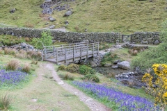 Rannerdale bluebells
