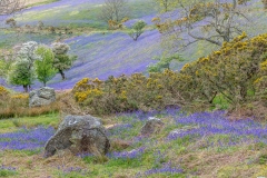 Rannerdale bluebells