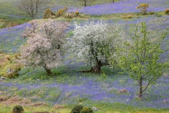 Rannerdale bluebells