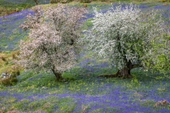 Rannerdale bluebells