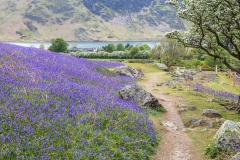 Rannerdale bluebells walk