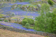 Rannerdale bluebells