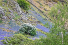 Rannerdale bluebells