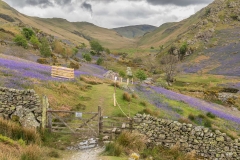 Rannerdale bluebells