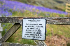 Rannerdale bluebells