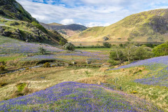 Rannerdale bluebells. Crummock Water