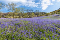 Rannerdale bluebells