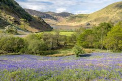 Rannerdale bluebells. Crummock Water