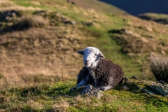 Rannerdale Knotts Herdwick