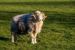 Herdwick ram