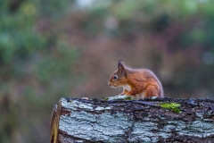red squirrel