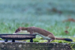 stoat