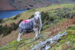 Herdwick, herdie