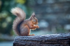 Red squirrel
