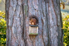 Red squirrel