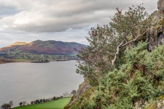 Holly tree, Rannerdale Knotts