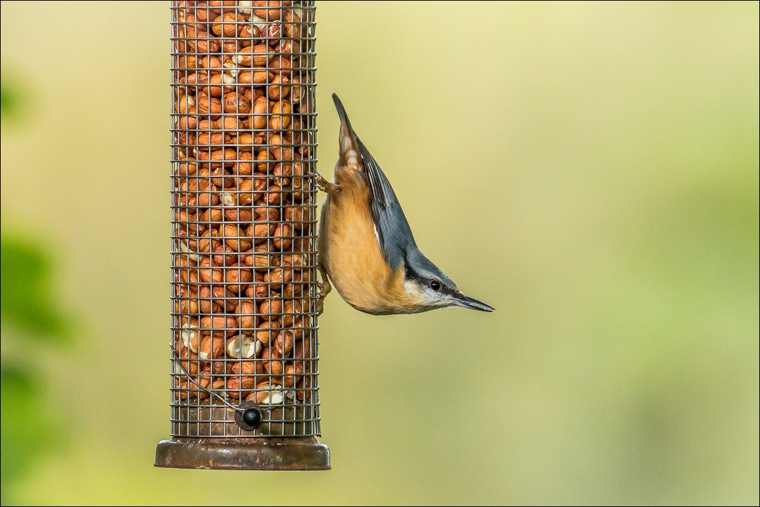 nuthatch lake district