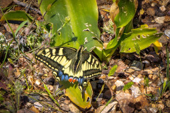 Swallowtail butterfly, Crete