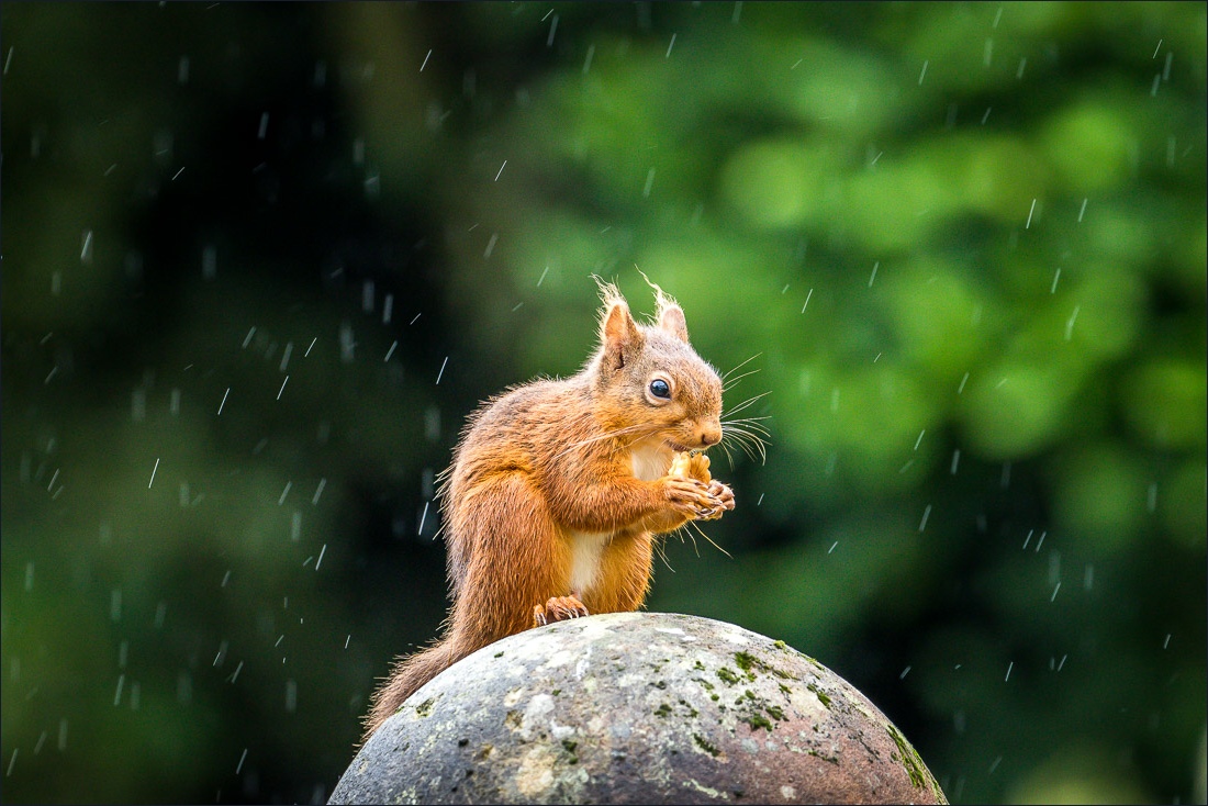 Red squirrel lake district