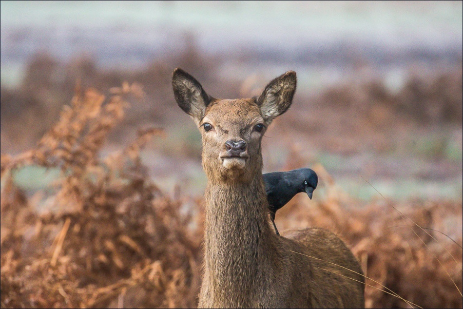 Jackdaw picking ticks off a red deer Richmond Park