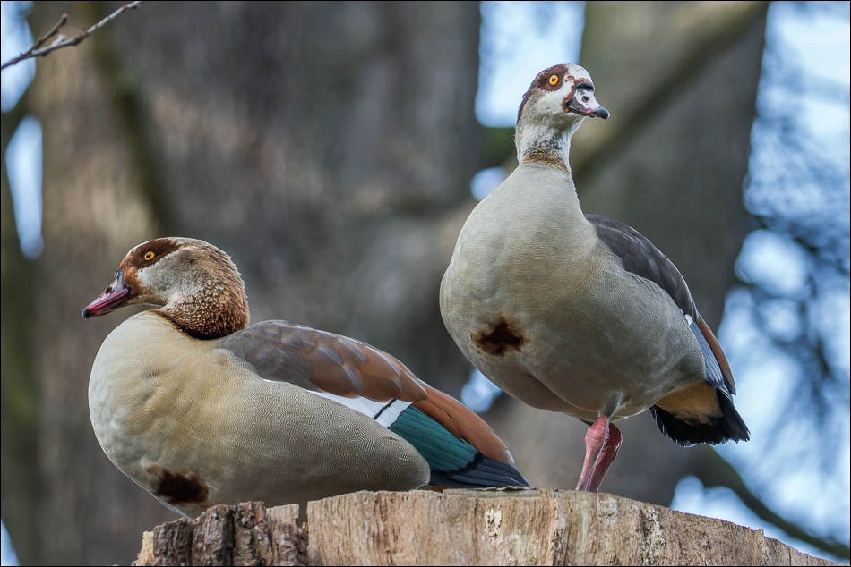 A pair of Egyptian Geese Richmond