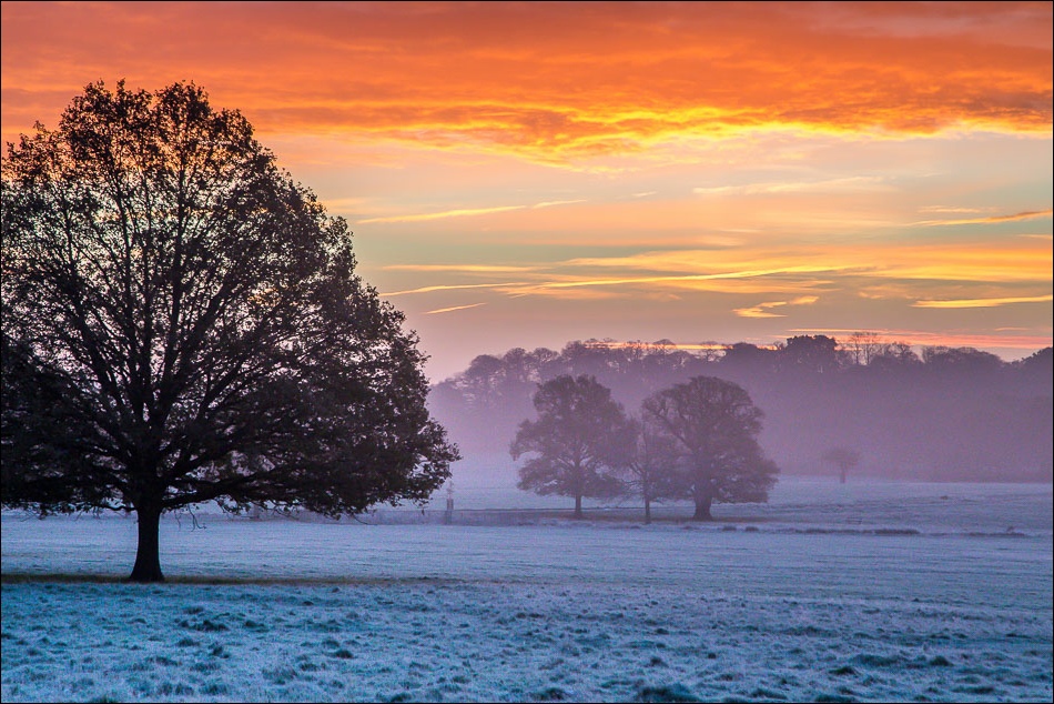 Richmond Park dawn