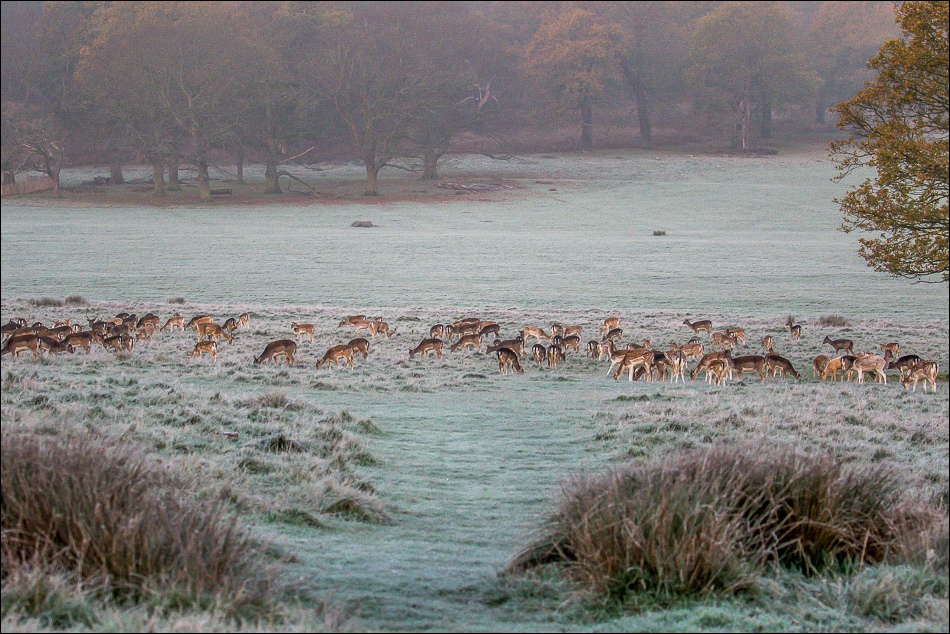 Richmond Park dawn, deer
