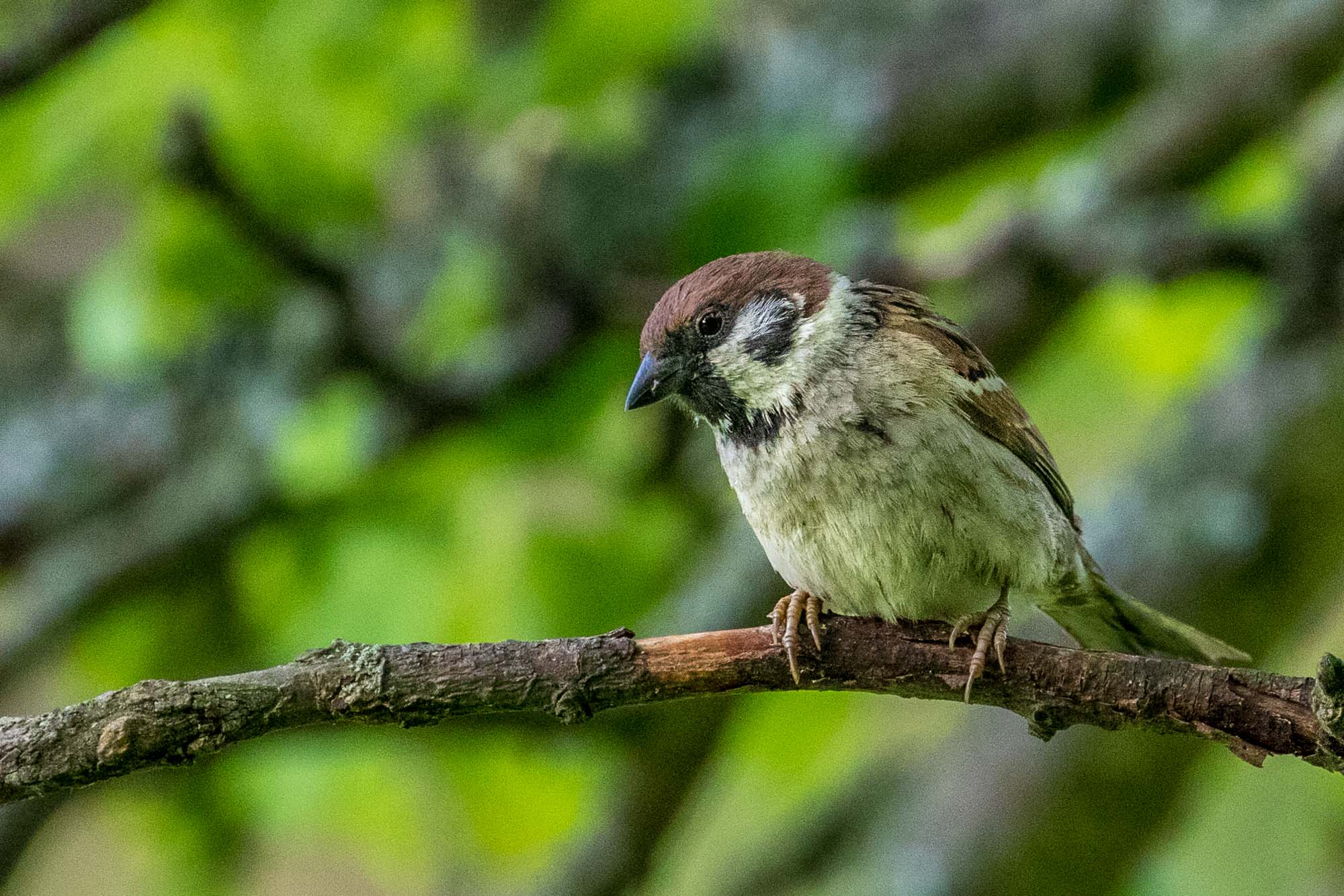 Tree sparrow Hackness