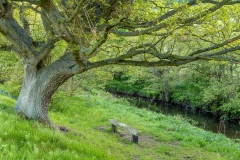 Hackness walk