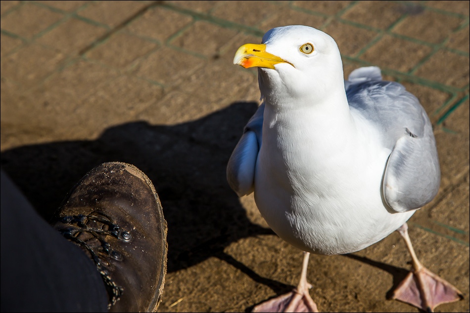 Herring gull, Robin Hoods Bay