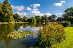 Burnby Hall water lily