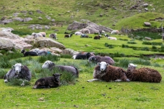 Herdwick, Langstrath
