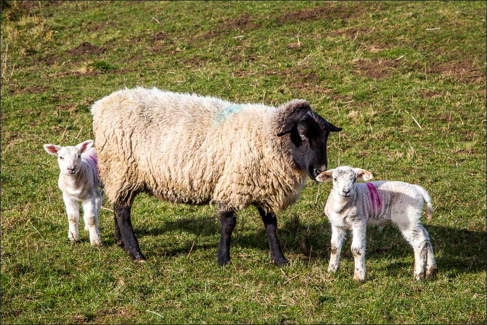Lambs near Rothbury