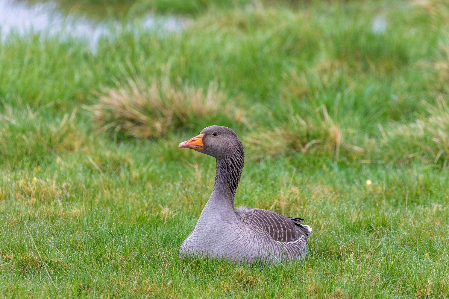 Rutland Water greylag geese