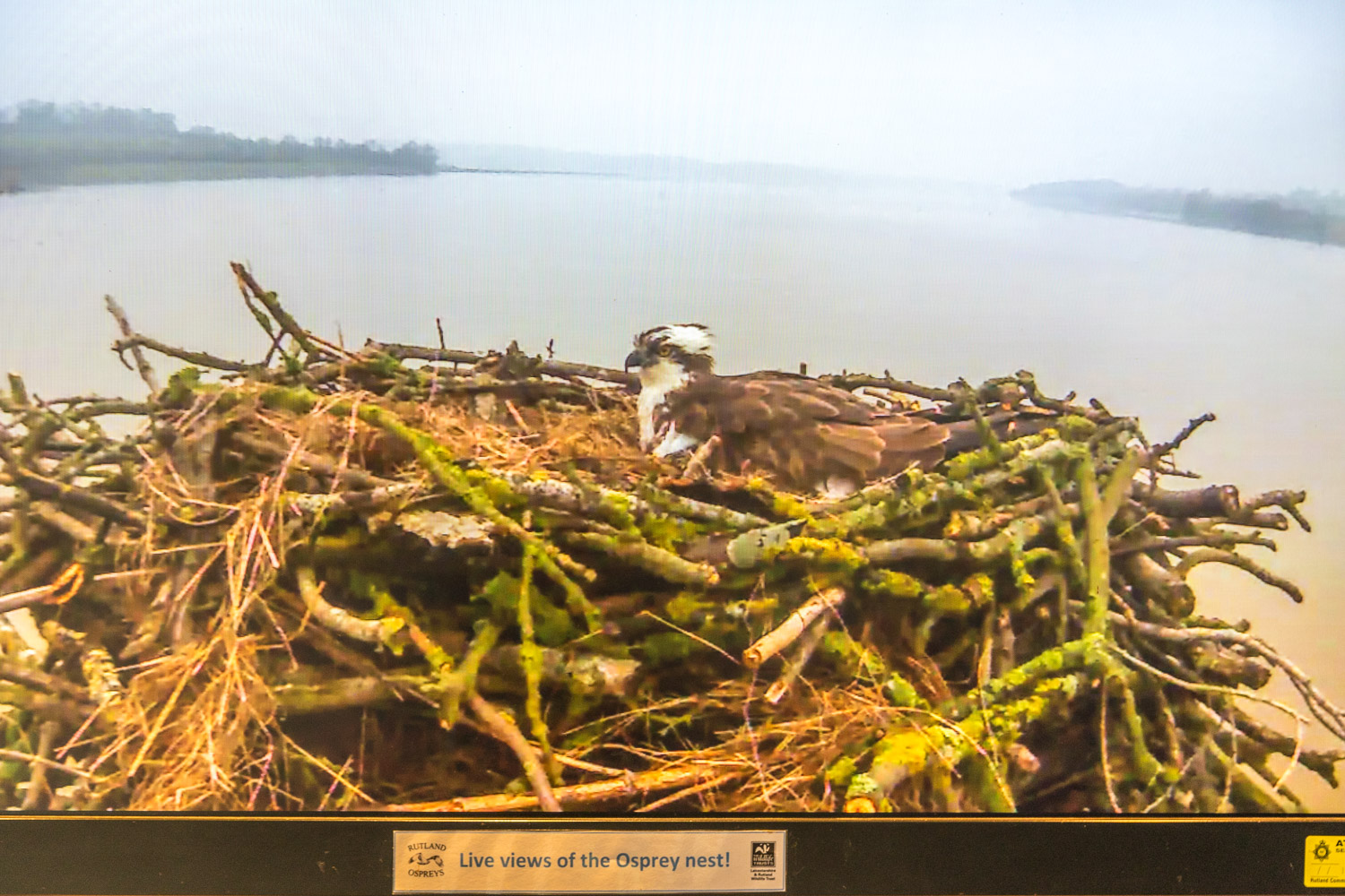 Egleton Birdwatching Centre webcam