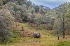 Borrowdale woodland