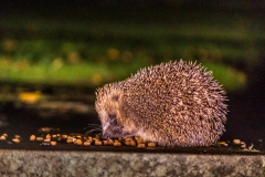 Hedgehog Lake district