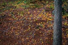 Rydal Water walk, Penny Rock Wood
