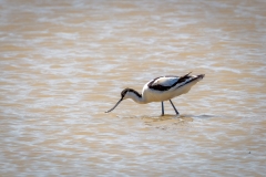 Avocet