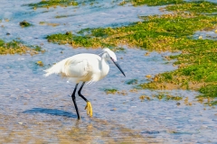 Little egret