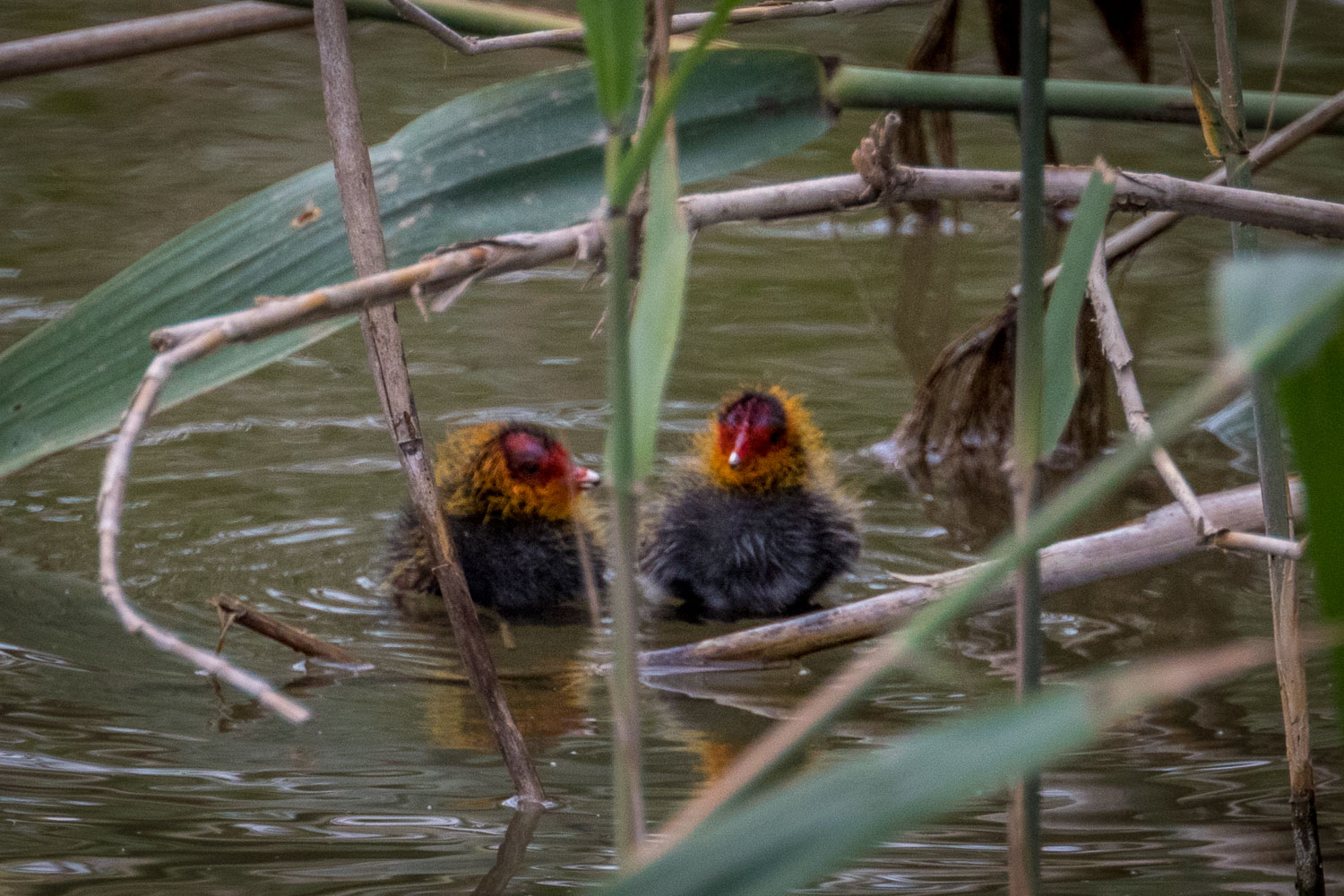 Red knobbed coot chicks