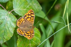 Speckled Wood butterfly